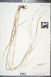 Poa alsodes image