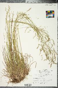 Poa autumnalis image