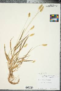 Setaria pumila image