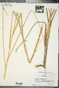 Spartina alterniflora image