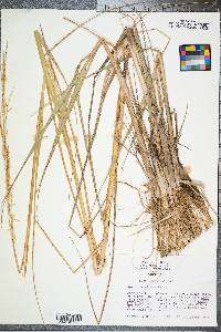 Spartina alterniflora image