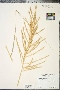 Spartina cynosuroides image