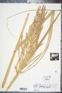 Spartina cynosuroides image