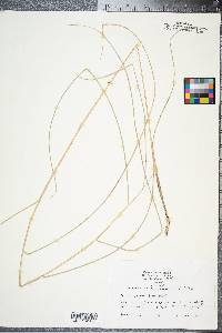 Spartina patens image