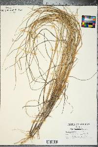 Spartina patens image