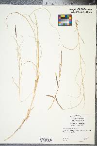 Spartina patens image