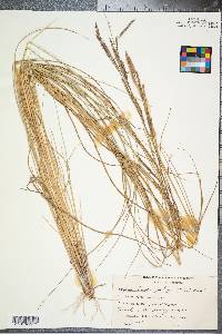 Spartina patens image