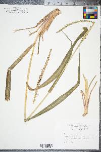 Tripsacum dactyloides image