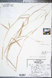 Urochloa platyphylla image