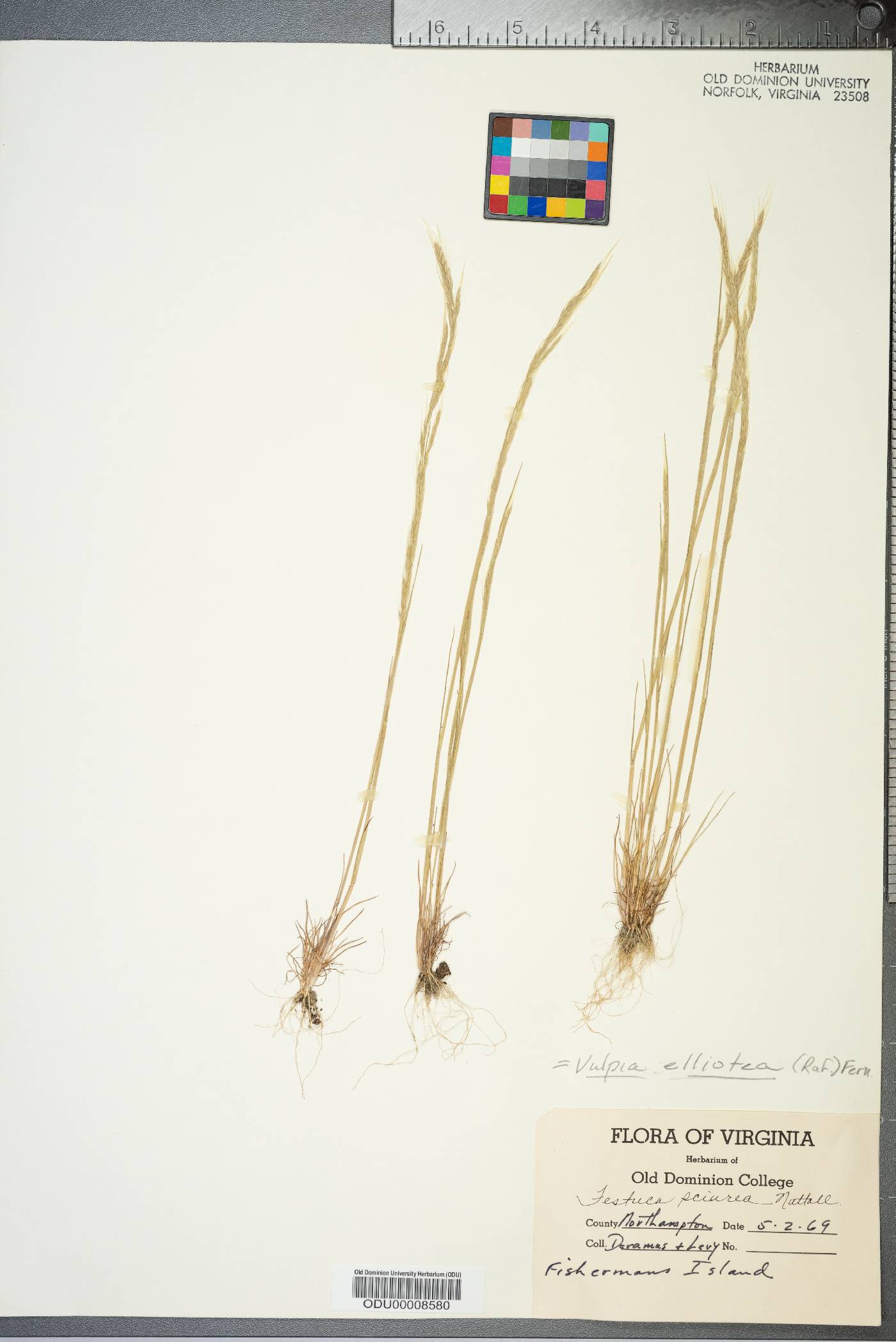 Vulpia elliotea image