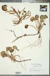 Heteranthera reniformis image