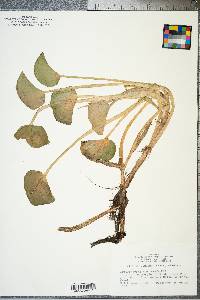 Heteranthera reniformis image