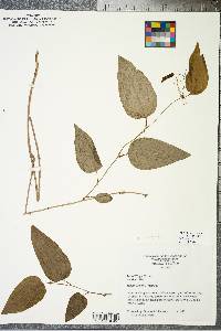 Smilax tamnoides image