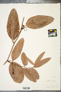 Smilax laurifolia image