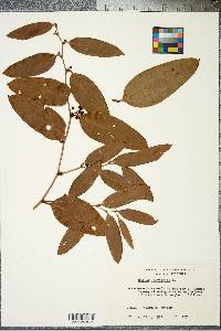 Smilax laurifolia image