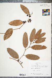 Smilax laurifolia image