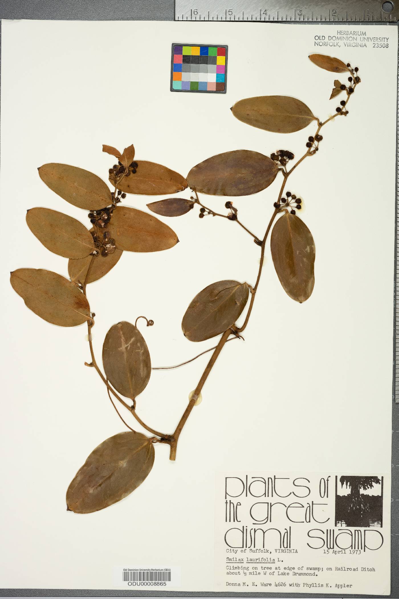 Smilax laurifolia image