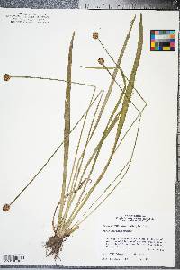 Xyris difformis image