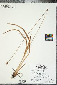 Xyris fimbriata image