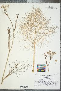 Foeniculum vulgare image