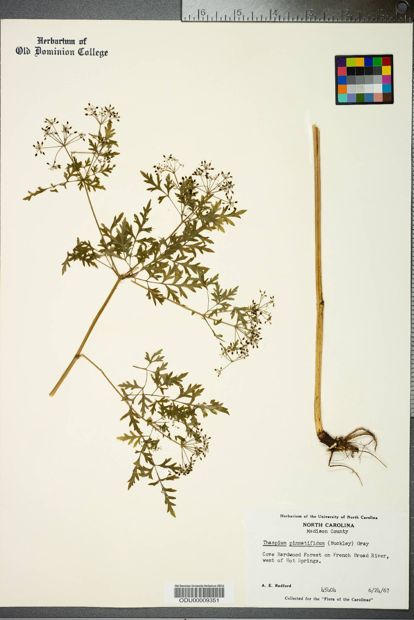 Thaspium pinnatifidum image