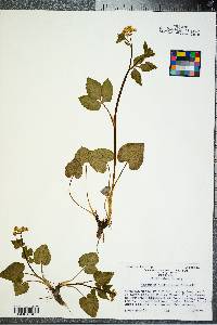 Thaspium trifoliatum image