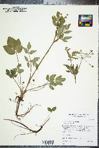 Zizia trifoliata image