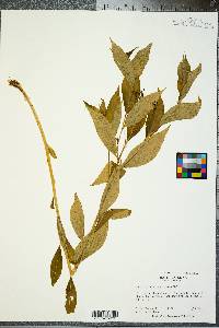 Amsonia tabernaemontana image