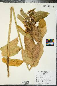 Asclepias syriaca image