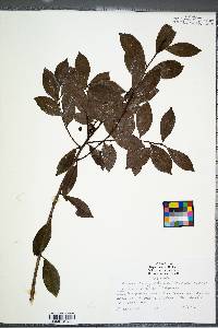 Ilex coriacea image