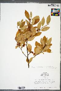 Ilex montana image