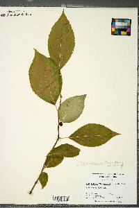 Ilex montana image