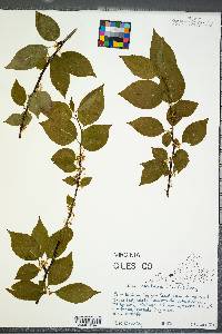 Ilex montana image