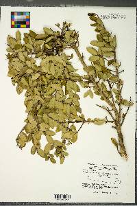 Ilex vomitoria image