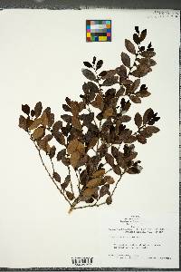 Ilex vomitoria image