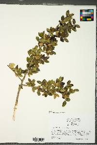 Ilex vomitoria image