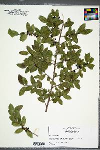 Ilex vomitoria image