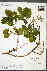 Aralia nudicaulis image