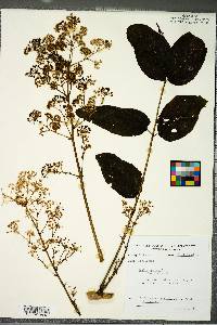 Aralia spinosa image