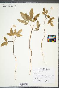 Panax trifolius image