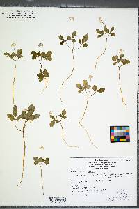 Panax trifolius image