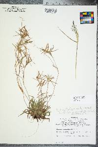 Panicum ovale image