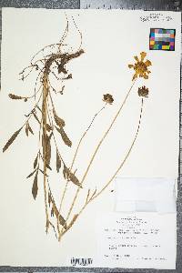 Coreopsis lanceolata image