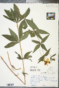 Coreopsis major image