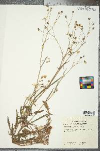 Crepis capillaris image