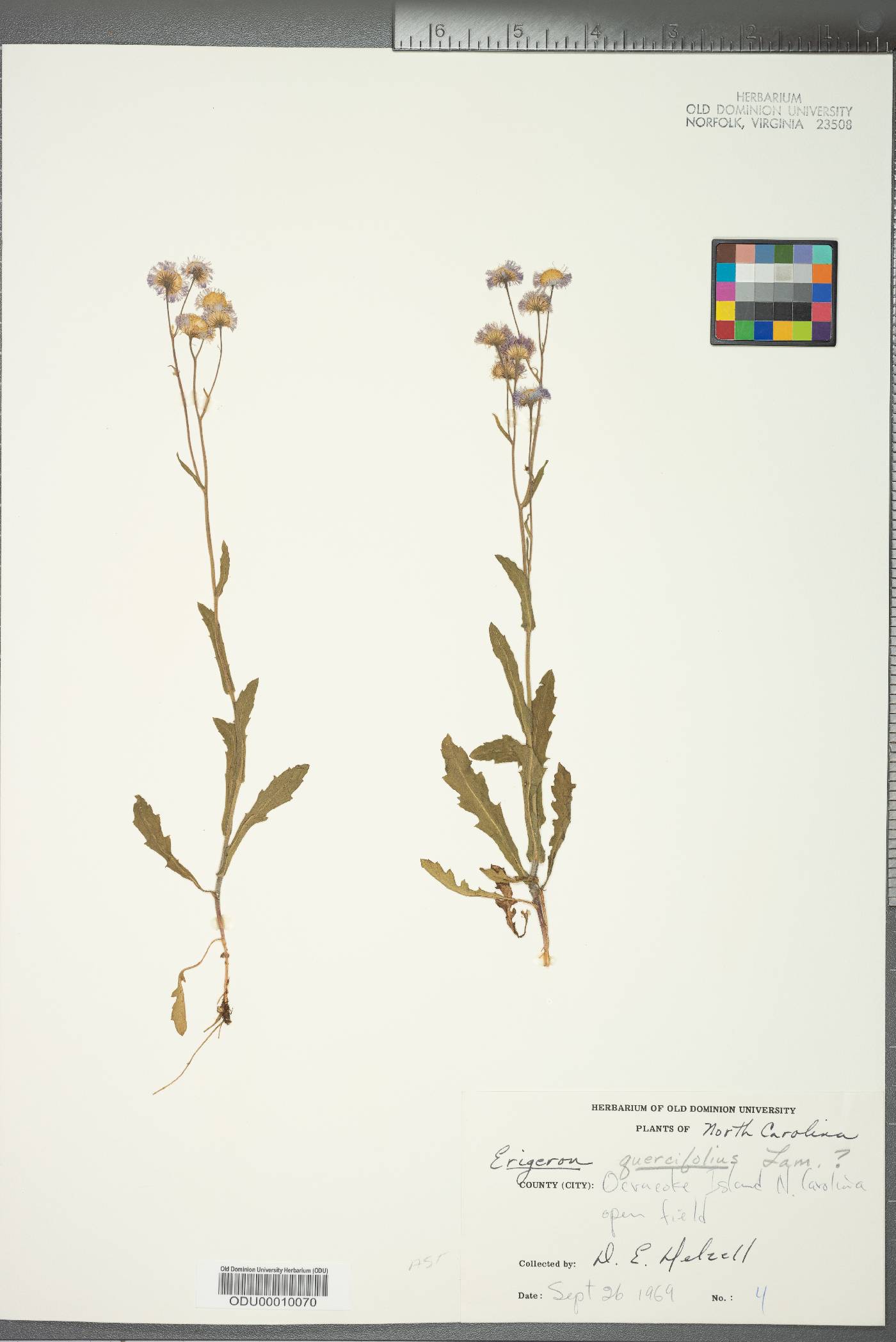 Erigeron quercifolius image