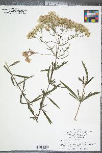 Eupatorium hyssopifolium image