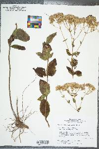 Eupatorium rotundifolium var. ovatum image