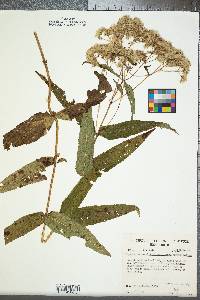 Eupatorium sessilifolium image