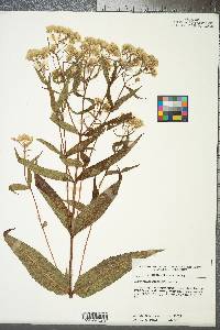 Eupatorium sessilifolium image